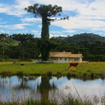 Araucaria on a farm